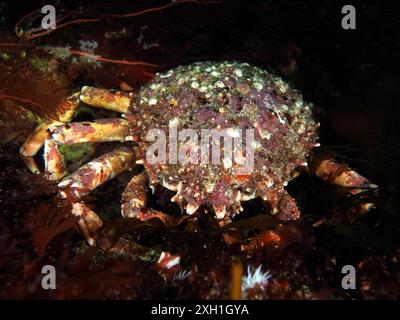 Eine Spinnenkrabbe (Maja Squinado) bewegt sich über den dunklen Meeresboden. Tauchplatz Maharees Islands, Castlegregory, Co. Kerry, Irische See, Nordatlantik, Irland Stockfoto