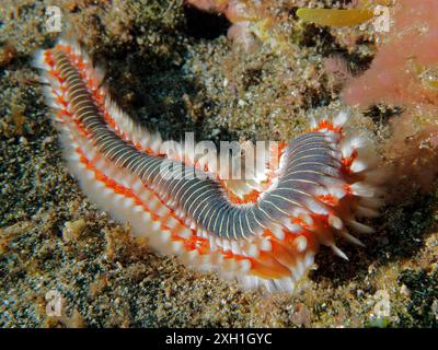 Bunte Feuerborstenwurm (Hermodice carunculata) auf dem Meeresboden. Tauchplatz El Cabron Marine Reserve, Arinaga, Gran Canaria, Spanien, Atlantik Stockfoto