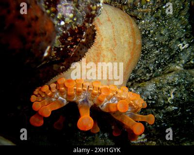 Auf einem Felsen hängt eine Schlägeranemone (Telmatactis cricoides) mit orangefarbenen Tentakeln. Tauchplatz El Cabron Marine Reserve, Arinaga, Gran Stockfoto