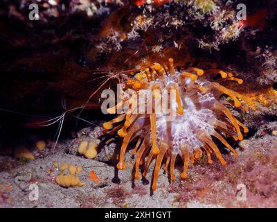 An einem Felsen klammert sich eine weiße Clubspitze (Telmatactis cricoides) mit orangefarbenen Tentakeln. Tauchplatz El Cabron Marine Reserve, Arinaga Stockfoto