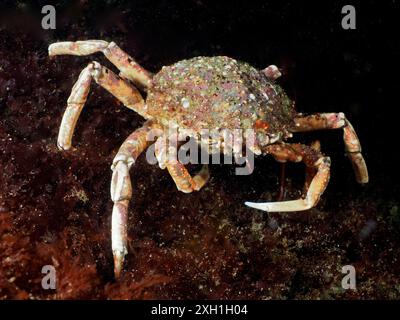 Eine Spinnenkrabbe (Maja Squinado) bewegt sich auf dem Meeresboden, umgeben von Algen. Tauchplatz Maharees Islands, Castlegregory, Co. Kerry, Irische See, Norden Stockfoto