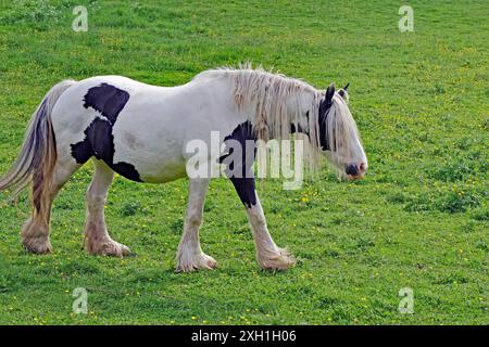 Shaggy Horse auf einer Weide, Irish Tinker, Schottland, Großbritannien Stockfoto