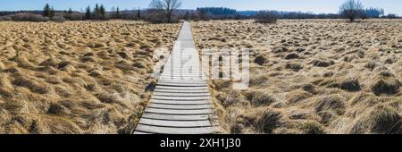 Mit Moorgras bewachsene Flächen (Molinien), deutsch-belgischer Naturpark hohes Venn-Eifel, größtes Hochmoor Europas, Deutschland Stockfoto