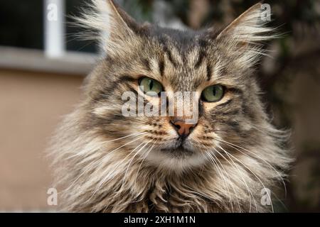 Katzenporträt, Tierfotografie, urbaner Hintergrund Stockfoto