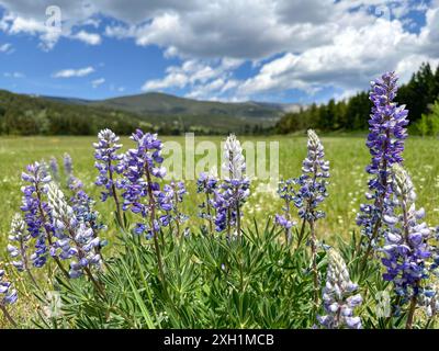 Lupinen, wunderschöne blaue Wildblumen auf einer Wiese, umgeben von einem Kiefernwald und Bergen Stockfoto