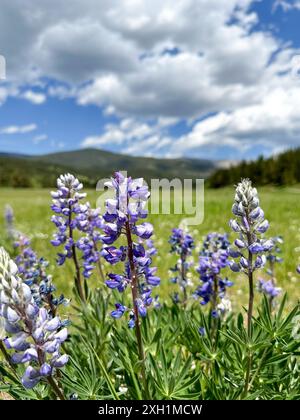 Lupinen, wunderschöne blaue Wildblumen auf einer Wiese, umgeben von einem Kiefernwald und Bergen Stockfoto