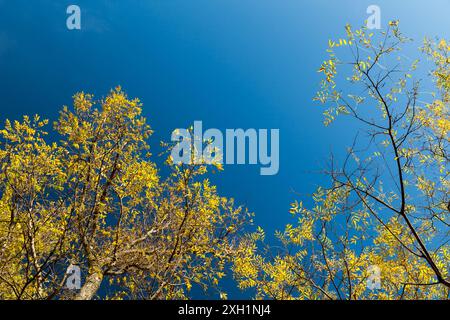 Eschen mit gelben Blättern stehen unter blauem Himmel an einem sonnigen Herbsttag, natürliches Hintergrundfoto Stockfoto