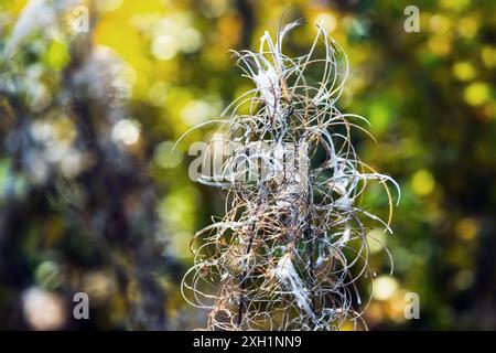 Die trockene Blüte von Chamaenerion angustifolium ist an einem sonnigen Herbsttag über einem verschwommenen natürlichen Hintergrund Stockfoto