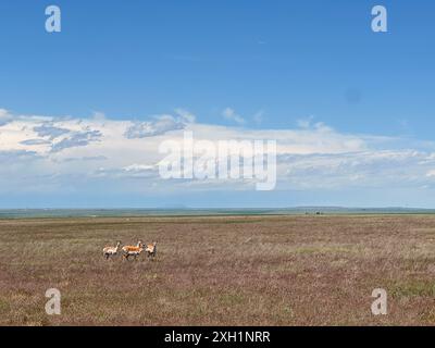 Antilope, eine Tierherde in der Prärielandschaft von Montana Stockfoto