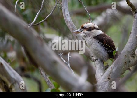 Seitenansicht eines Kookaburra zwischen Ästen in einem Eukalyptusbaum, während der einheimische australische Vogel in die Ferne blickt Stockfoto