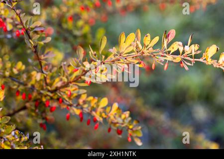 Früchte und gelbe Blätter der Berberis, allgemein bekannt als Berberitze. Es ist eine große Gattung von Laub- und immergrünen Sträuchern. Nahaufnahme mit selektiv Stockfoto