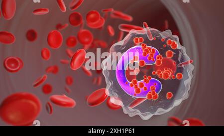 Eosinophile Asthmazellen in Arteria mit Blutzellen Stockfoto