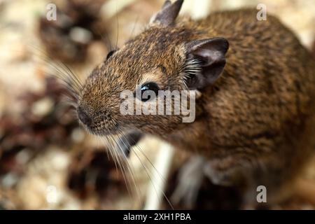 Kleine süße graue Maus Degou Nahaufnahme. Tiere in freier Wildbahn. Stockfoto