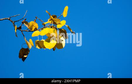 Hellgelbe Baumblätter stehen unter blauem Himmel, Nahaufnahme, natürlicher Fotohintergrund Stockfoto