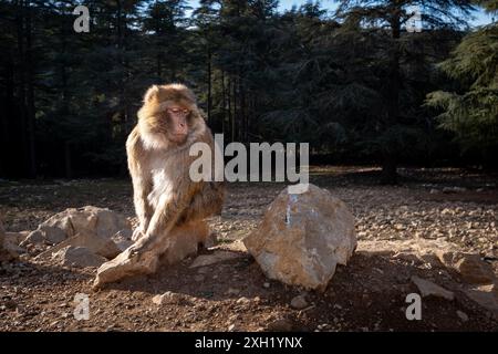 Berbermakaken ( Macaca sylvanus) badeten in der Sonne inmitten des großen Zedernwaldes des Naturparks Ifrane im mittleren Atlas in Marokko Stockfoto