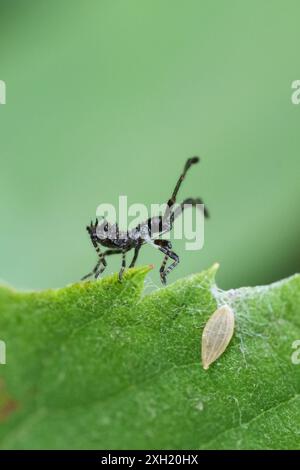 Detaillierte Nahaufnahme einer kleinen Nymphe der europäischen braunen Dockwanze, Coreus marginatus Stockfoto