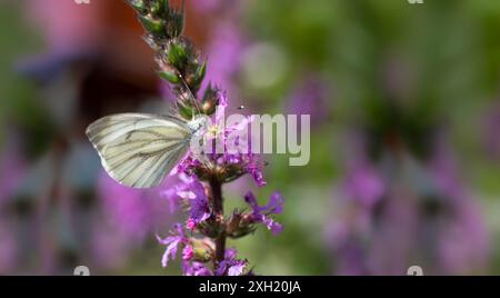 Kleiner weißer Schmetterling oder Pieris-Raven auf lila Loosestrife oder Lythrum-Blume mit verschwommenem Gartenhintergrund. Konzentrieren Sie sich auf den Kopf und die Antennen Stockfoto