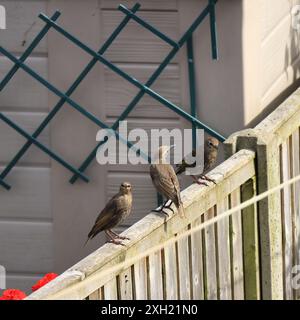 Nahaufnahme von drei jungen Starnen, die auf einem Zaun mit Blick auf ein Vogelfutter im Garten sitzen. Stockfoto