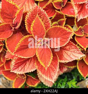 Nahaufnahme der wunderschönen coleus-Pflanze, der leuchtenden roten und gelben Farben des Laubs. Stockfoto