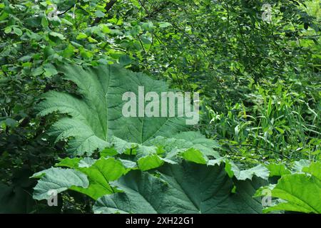 Gunnera Manicata ist auch als Riesenrhabarber bekannt. Große Blätter sind hier umgeben von anderen Blättern zu sehen. Stockfoto