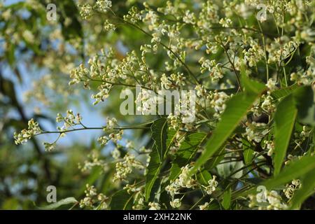 Neembaumblüten blühen in der Natur. Azadirachta indica. Margosa. NIM-Baum. Indischer Flieder. Naturhintergrund. Stockfoto