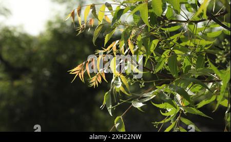 Neembaum grüne Blätter Nahaufnahme mit natürlichem grünen Unschärfe Bokeh heller Hintergrund. Stockfoto