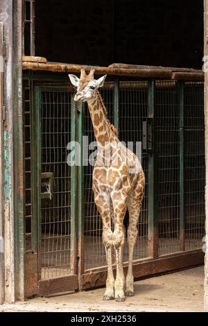 Giraffe von Rothschild Giraffa camelopardalis camelopardalis in Gefangenschaft gehaltene Tiere Stockfoto