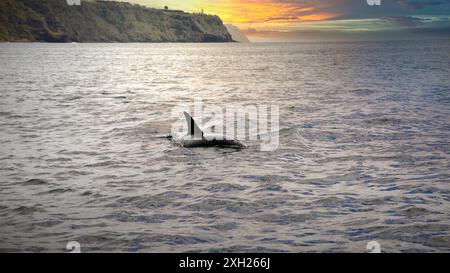 Ein großer Delfin auf den azoren Stockfoto