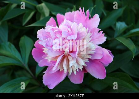 Rosa Pfingstrose mit zarten Blütenblättern, Pfingstrose mit rosa und beigen Blütenblättern, Pfingstrose mit grünen Blättern im Garten, rosa Blumenmakro, Blumenkopf, blühend Stockfoto