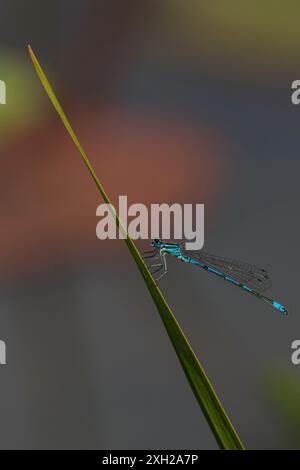 Eine vertikale Makroaufnahme einer Azure Damselfly (Coenagrion Puellay), die auf einem grünen Grasblatt vor unscharfem Hintergrund thront Stockfoto