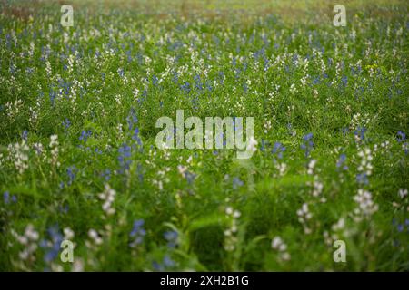 Lupinus mehrjährige Pflanzen, die im Frühsommer auf dem Feld wachsen Stockfoto