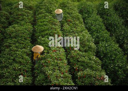 Ubud, Bali, Indonesien - 9. Juli 2024 : die Bauern ernten auf der Plantage rote Impatiens balsamina-Blüten Stockfoto