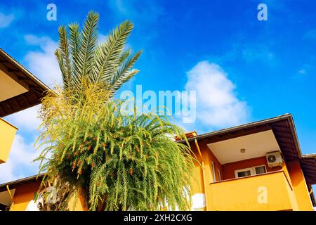 Grüne Palmenblätter und Dach aus gelben Häusern vor blauem Himmel. Palmen in hinterleuchteter Sommersonne. Ansicht von unten nach oben. Hochwertige Fotos Stockfoto