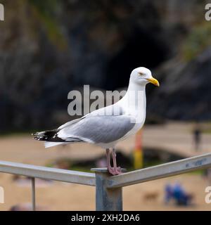 Eine ausgewachsene europäische Heringsmöwe Larus argentatus hockte auf einem Geländer am Towan Beach in Newquay in Cornwall in Großbritannien. Stockfoto