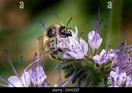 Lacy Phacelia (Phacelia tanacetifolia) lila Blüten mit Hummel Stockfoto