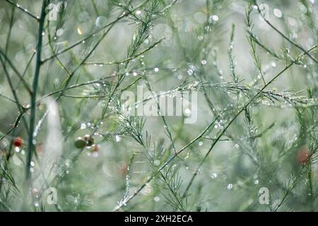 Detailansicht und Makroaufnahme der Spargelpflanze nach Regen. Tautropfen auf den Ästen, die von der strahlenden Sonne strahlen. Sommer Natur frischer Hintergrund. Stockfoto