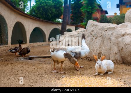 Die Landschaft mit Gänsen, Kaninchen, Hühnern und Truthühnern weidet auf dem Geflügelhof. Ländliche Bio-Naturtierfarm. Hochwertige Fotos Stockfoto