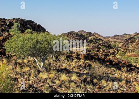 Ein einziger Shepards-Baum wächst zwischen den Blockblöcken der schwarzen Hügel im Augrabies Falls National Park in Südafrika Stockfoto