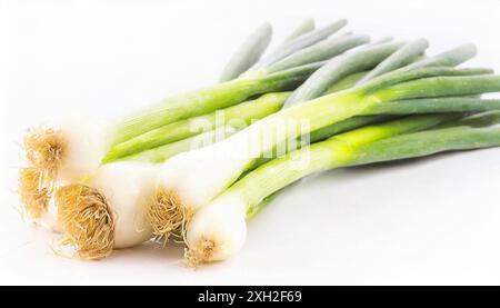 Gemüse, Frühlingszwiebel oder Lauchzwiebel, auch Winterzwiebel, Allium fistulosum Stockfoto