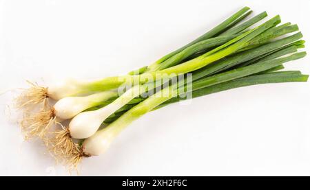 Gemüse, Frühlingszwiebel oder Lauchzwiebel, auch Winterzwiebel, Allium fistulosum Stockfoto