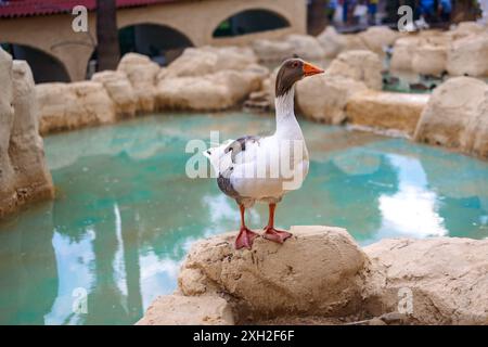 Porträt der Gans. Ländliche Landschaft mit Gänsen, Hühnern und Truthühnern weiden auf dem Geflügelhof. Ländliche Bio-Naturtierfarm. Hochwertige Fotos Stockfoto