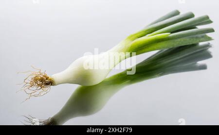 Gemüse, Frühlingszwiebel oder Lauchzwiebel, auch Winterzwiebel, Allium fistulosum Stockfoto