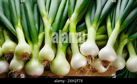 Gemüse, Frühlingszwiebel oder Lauchzwiebel, auch Winterzwiebel, Allium fistulosum Stockfoto