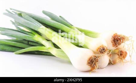 Gemüse, Frühlingszwiebel oder Lauchzwiebel, auch Winterzwiebel, Allium fistulosum Stockfoto