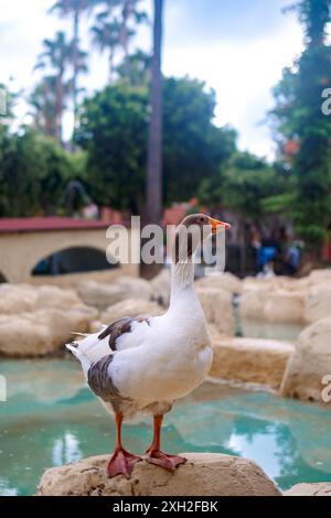 Porträt der Gans. Ländliche Landschaft mit Gänsen, Hühnern und Truthühnern weiden auf dem Geflügelhof. Ländliche Bio-Naturtierfarm. Hochwertige Fotos Stockfoto