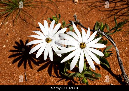 Die großen wunderschönen Blüten einer weißen korallenursina in voller Blüte in der trockenen und sandigen Namaua-Wüste Südafrikas Stockfoto