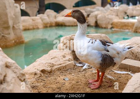 Porträt der Gans. Ländliche Landschaft mit Gänsen, Hühnern und Truthühnern weiden auf dem Geflügelhof. Ländliche Bio-Naturtierfarm. Hochwertige Fotos Stockfoto