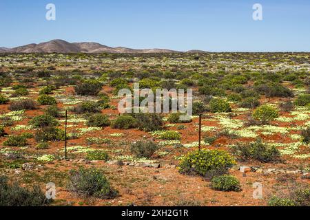 Die scheinbar kargen trockenen Sträucher im Norden Namaqualands in Südafrika, unter einer goldenen Decke aus Wildblumen im Frühjahr Stockfoto