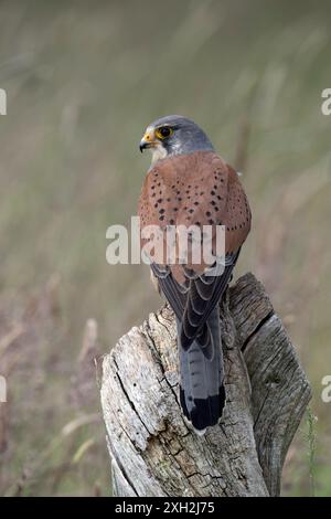 Männlicher Kestrel (Falco tinnunkulus) auf einem Feld Stockfoto