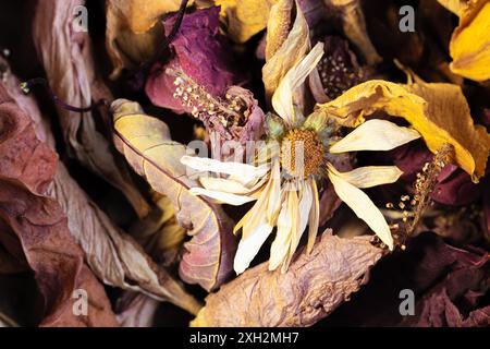 Viele getrocknete und alte Blumen und Blätter zusammen. Erinnerungen. Stockfoto